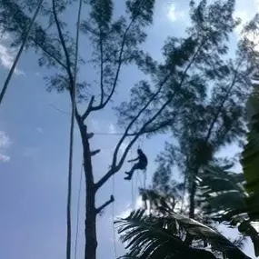 Bild von TranquiliTree Expert Tree Care