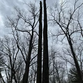 Bild von TranquiliTree Expert Tree Care