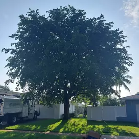 Bild von TranquiliTree Expert Tree Care