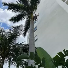 Bild von TranquiliTree Expert Tree Care