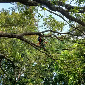 Bild von TranquiliTree Expert Tree Care