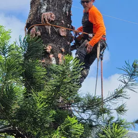 Bild von TranquiliTree Expert Tree Care