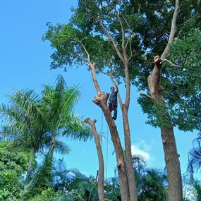 Bild von TranquiliTree Expert Tree Care