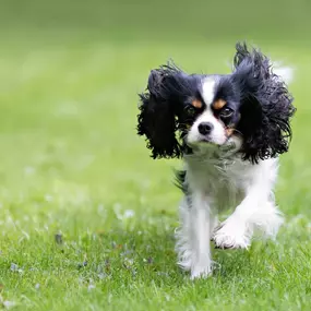 Bild von Advenir at La Costa