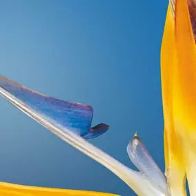 Bild von Artistic First Florist