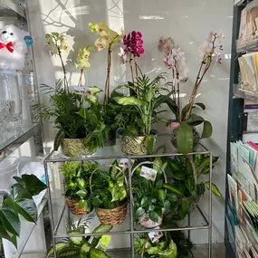A glass display table filled with variety dish gardens in brown baskets as well as a variety of pale yellow orchid plants, hot pink orchid plants, and speckled lavender orchid plants.