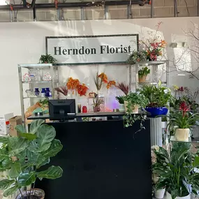 Front desk surrounded by gorgeous green and blooming indoor planters.