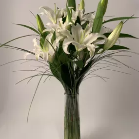 Imperial Lily in White