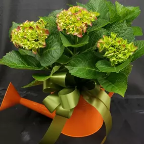 Bild von M & W Flower Shop