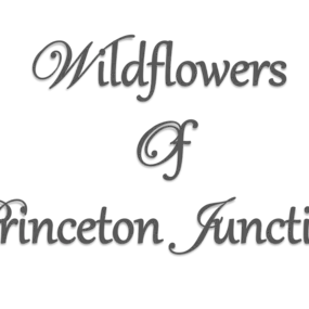 Bild von Wildflowers Of Princeton Junction