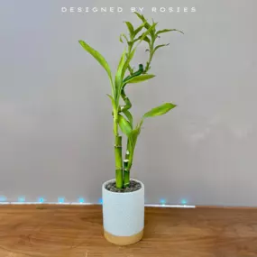 Bild von Rosies & Posies Downtown