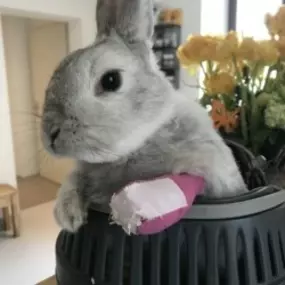 Bild von ZeVet - Cabinet vétérinaire