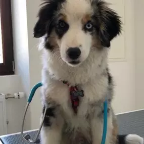 Bild von ZeVet - Cabinet vétérinaire