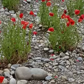 Bild von BRÜHWILER-GARTENBAU, BAUMPFLEGE