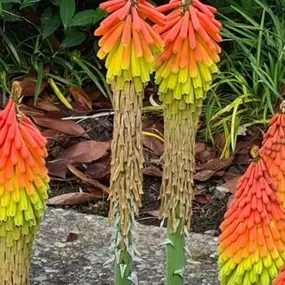 Bild von BRÜHWILER-GARTENBAU, BAUMPFLEGE