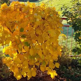 Bild von BRÜHWILER-GARTENBAU, BAUMPFLEGE