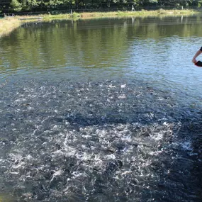 Bild von Erzgebirgs-Fisch GbR