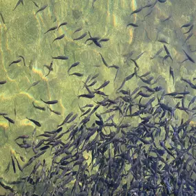 Bild von Erzgebirgs-Fisch GbR