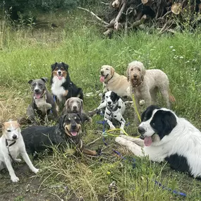 Bild von Doglife
