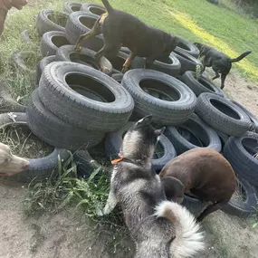 Bild von Doglife