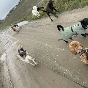 Bild von Doglife