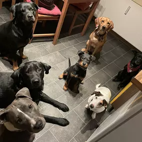Bild von Doglife