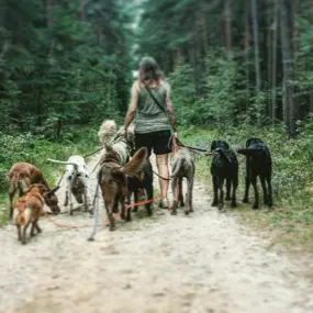 Bild von Doglife