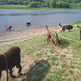 Bild von Doglife