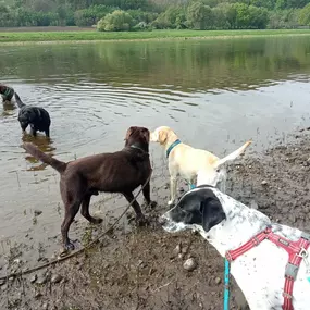 Bild von Doglife