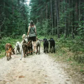 Bild von Doglife