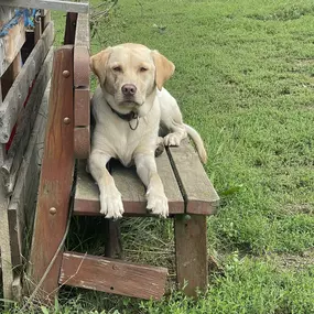 Bild von Doglife