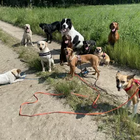 Bild von Doglife