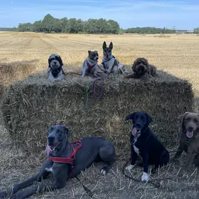 Bild von Doglife