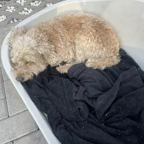 Bild von Doglife