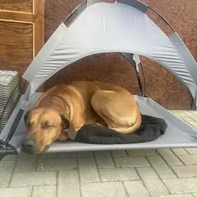 Bild von Doglife