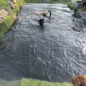 Bild von Doglife