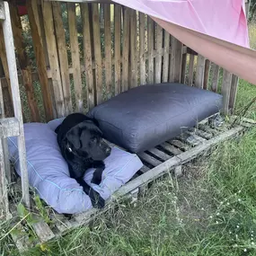 Bild von Doglife