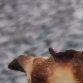 Bild von pizzenseyne