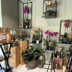 Bild von Martin's Blumenwelt