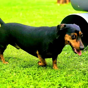 Bild von Hondenhotel Fam van Barneveld