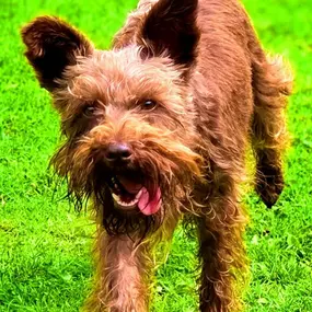 Bild von Hondenhotel Fam van Barneveld