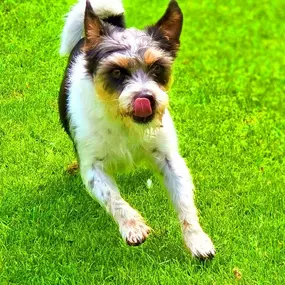 Bild von Hondenhotel Fam van Barneveld