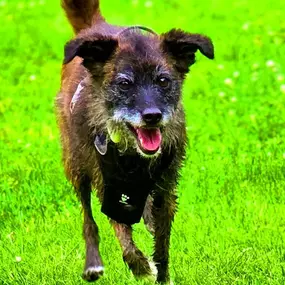 Bild von Hondenhotel Fam van Barneveld