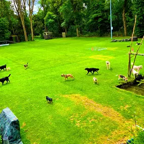 Bild von Hondenhotel Fam van Barneveld