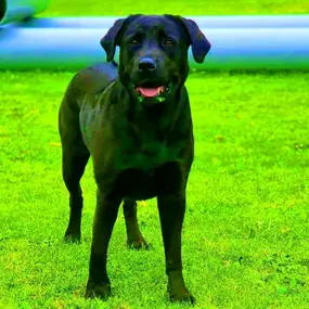 Bild von Hondenhotel Fam van Barneveld