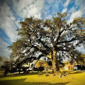 Bild von Green Leaf Tree Service