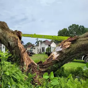 Bild von Green Leaf Tree Service