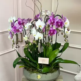 Bild von My Divine Decors LLC