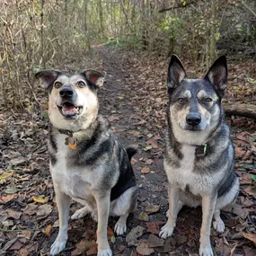 Hundeschule München-Nord