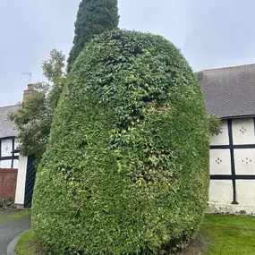 Bild von Woodlands Tree and Garden Services